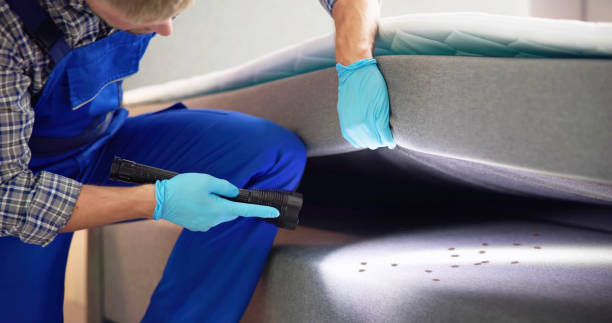 Best Ant Control Services  in Web, AL
