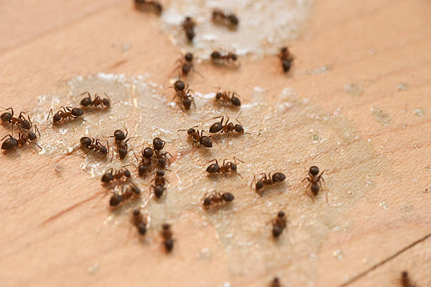 Best Best Pest Control Companies  in Web, AL