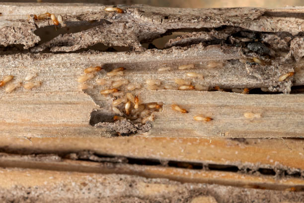 Best Termite Control Services  in Web, AL