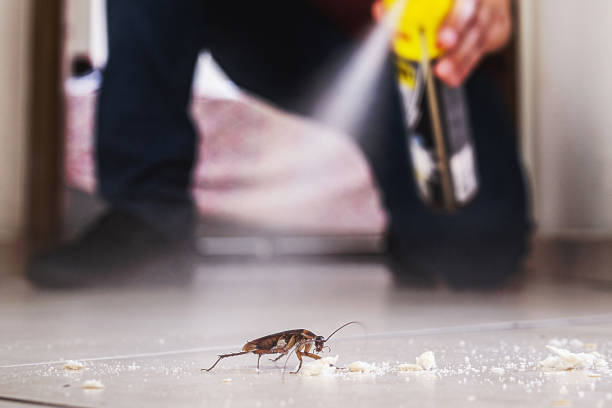 Best Rat Extermination Near Me  in Web, AL