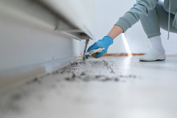 Best Local Pest Control Services  in Web, AL
